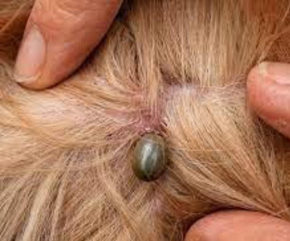 CANINE LYME DISEASE post image