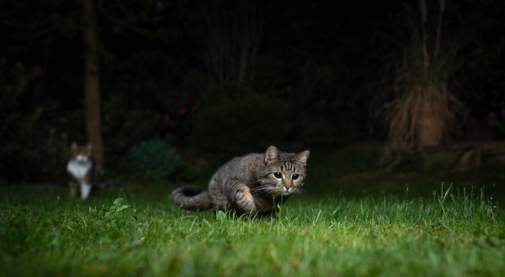 Tips on Keeping Your Cat Calm through the Night post image