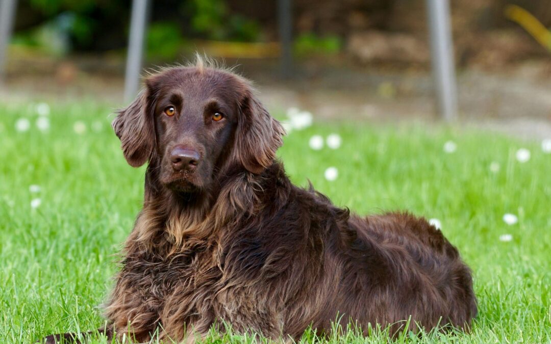 A long-haired brown dog with golden eyes lying on a green lawn, surrounded by small white flowers, looking alert and calm