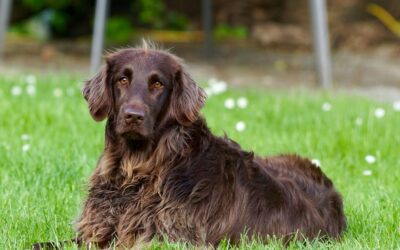Springtime Parasite Prevention: Keep Your Pet Safe This Season