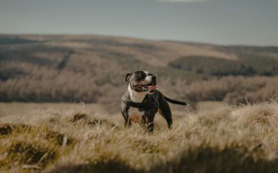 Protect Your Pet from Lyme Disease: Prevention, Symptoms & Treatment