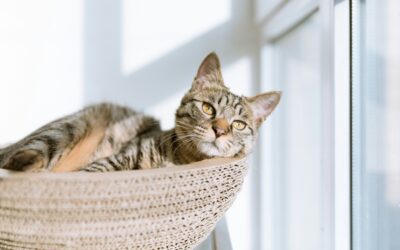 Ultimate Guide to Cat Care: Keep Your Feline Happy and Healthy