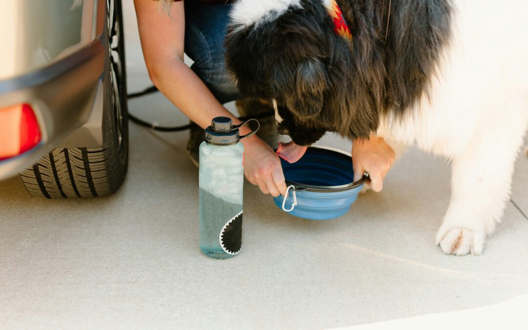A large black and white dog drinks water from a blue collapsible bowl held by a person