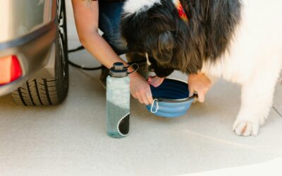 Summer Pet Hydration Tips Every Pet Parent Needs
